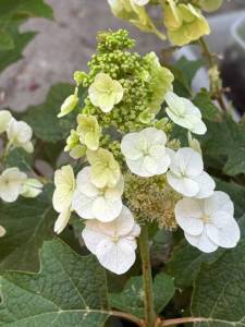 IMG_7812.jpeg