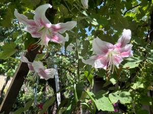 IMG_7815.jpeg