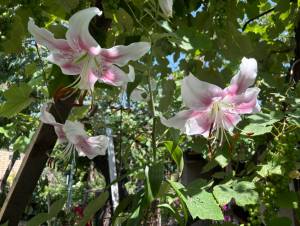 IMG_7815.jpeg