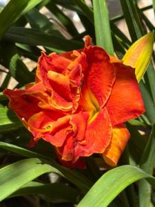 IMG_7816.jpeg