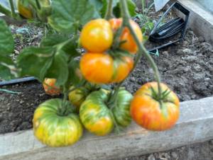 IMG_7855.jpeg