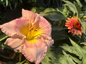 IMG_7856.jpeg