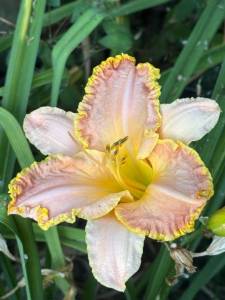 IMG_7857.jpeg