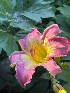 IMG_7859.jpeg