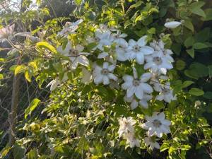 IMG_7860.jpeg