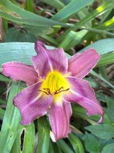 IMG_7861.jpeg
