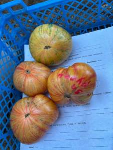 IMG_7863.jpeg