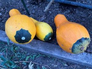IMG_7890.jpeg