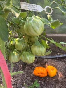 IMG_7896.jpeg