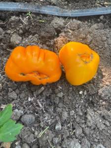 IMG_7897.jpeg