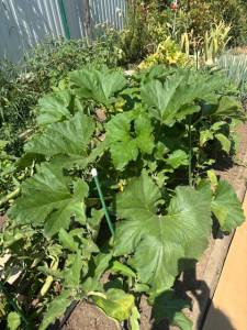 IMG_7907.jpeg