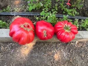 IMG_7909.jpeg