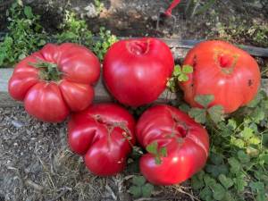 IMG_7910.jpeg