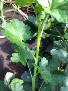 IMG_7913.jpeg