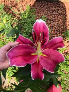 IMG_7915.jpeg