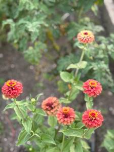 IMG_7966.jpeg