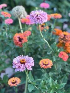 IMG_7967.jpeg