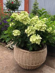 IMG_7969.jpeg
