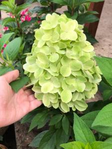 IMG_7970.jpeg