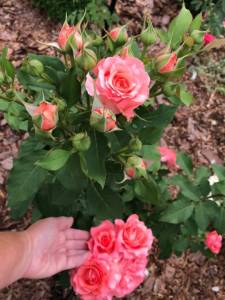 IMG_7971.jpeg