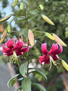 IMG_7978.jpeg