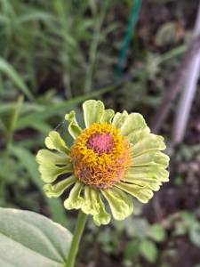 IMG_7994.jpeg