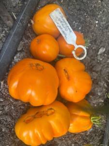 IMG_8109.jpeg