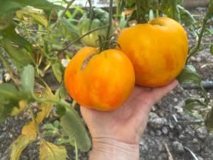 IMG_8117.jpeg