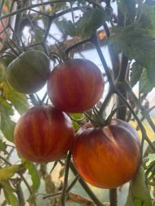 IMG_8121.jpeg