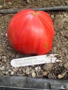 IMG_8140.jpeg