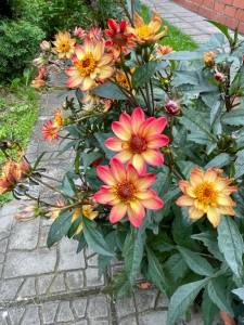 IMG_9430.jpeg