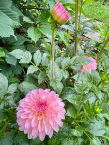 IMG_9431.jpeg