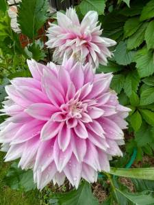 IMG_9432.jpeg