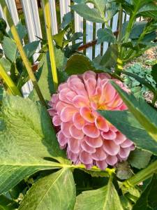 IMG_9437.jpeg