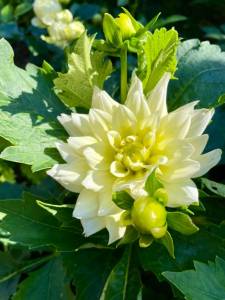 IMG_9488.jpeg
