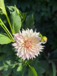 IMG_9514.jpeg