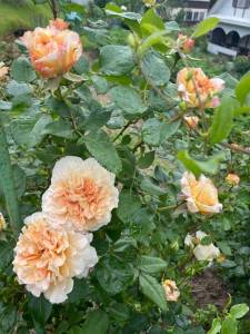 IMG_9694.thumb.jpeg.91e7bfa8e4f2e447884abc70cd0c6af1.jpeg