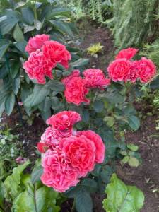 IMG_9965.thumb.jpeg.5e2aca28cbbf70cebe500f9d2341e3a5.jpeg