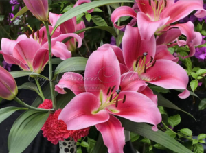 image.thumb.png.273cb1e8de9f9bd2f9c13ad385fea829.png