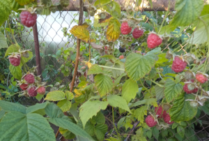 image.thumb.png.5ada059e055bf99f8d811589117f08ca.png