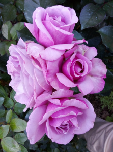 image.thumb.png.77f83aaed4e05388f4ab3ee69616cd3c.png