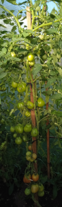 image.thumb.png.895a0a63ca6a7f6bb3b1d798b5c28bcd.png
