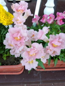 image.thumb.png.aeb50a6011ed7e78b76cff6096f9556c.png