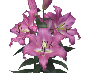 image.thumb.png.b0c2491db11dc610c55ce9187363412e.png
