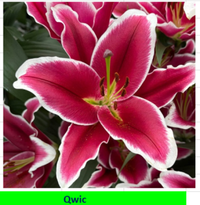 image.thumb.png.bed90b9c3dbd1ccfbf74da3decc07db4.png