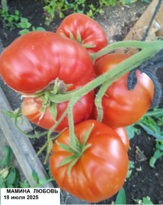 image.thumb.png.c43df2d3a60581421403db3116de3b03.png