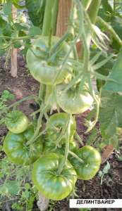 image.thumb.png.c5e59d68e6bf4b716b98e1c073a138dd.png