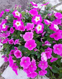 image.thumb.png.c82290b5f0f99ecefc3c5b926a002749.png