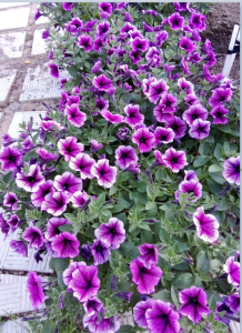 image.thumb.png.cf74b01a2bd43ec2265c958f19386a63.png