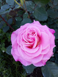image.thumb.png.d2cec81b9b1e226bf42854dd3c00b367.png